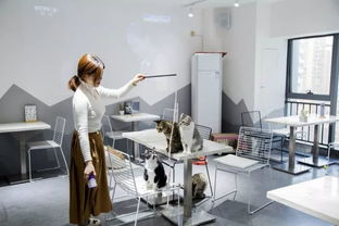 綿陽貓咪咖啡館 超萌文藝體驗，甜點擊潰少女心